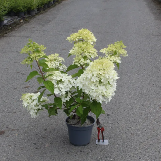 Hortensia paniculé 'Phantom'