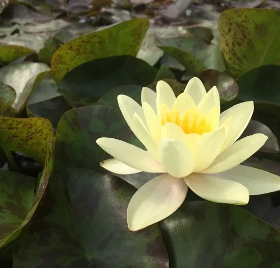 Nénuphar 'Joey tomacik'