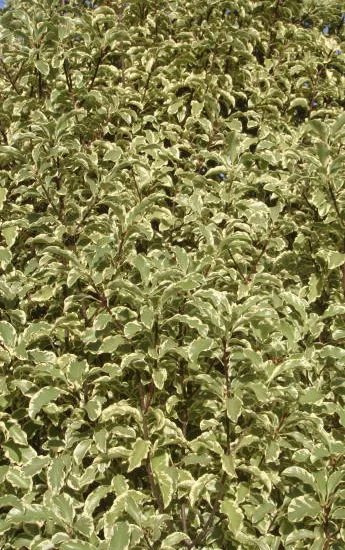 Pittospore 'Variegatum'