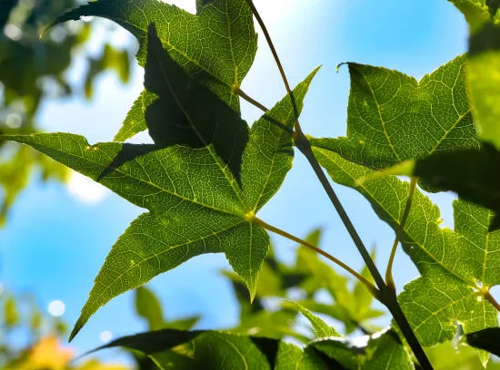 Copalme d'amérique 'Silver king'