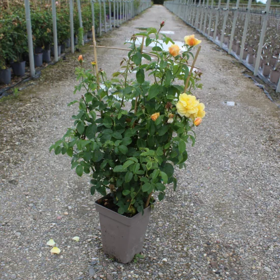 Rosier 'Soleil vertical'