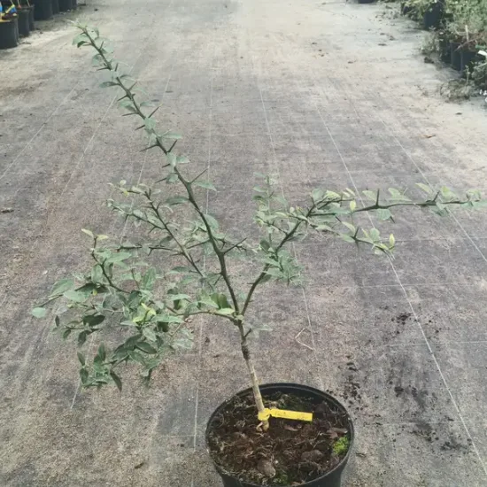 Citronnier caviar 'Faustrime'