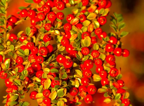 Cotoneaster rampant panaché