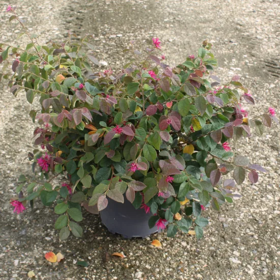 Loropétale de chine 'Blush'