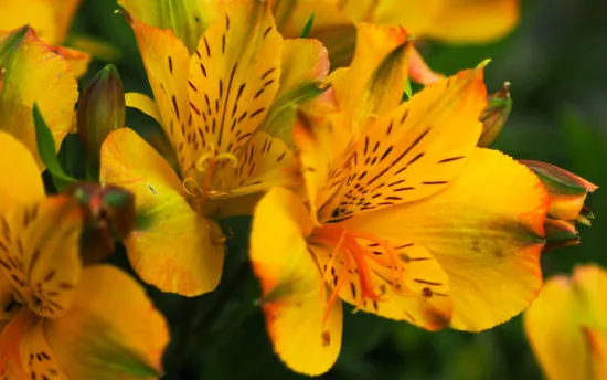 Alstroemeria 'Summer heat'