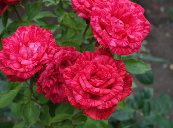 Rosier 'Broceliande '