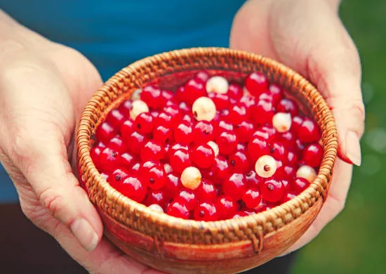 Groseillier à grappes 'Jonkheer van tets rouge'