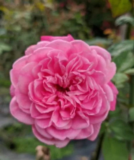 Rosier 'Line renaud  '