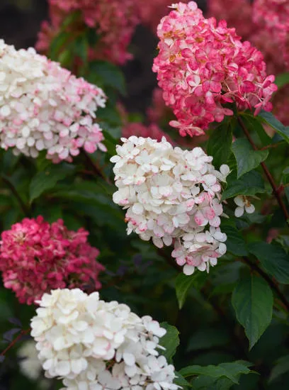 Hortensia paniculé 'Framboisine'