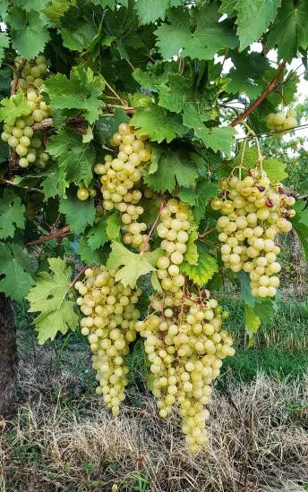 Vigne 'De table chasselas fontainebleau'