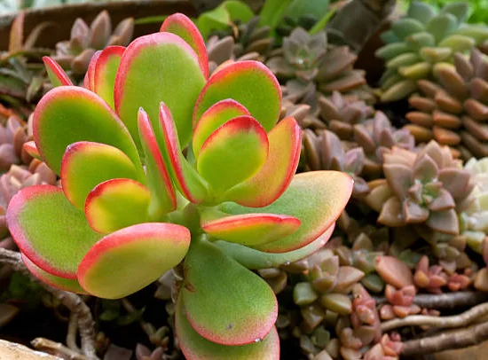 Crassule 'platyphylla'