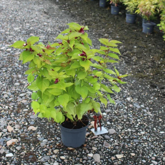 Arbre aux faisans 'Golden lanterns'
