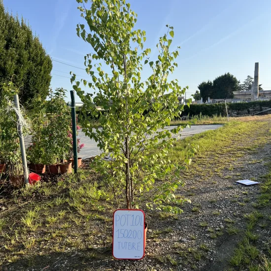 Bouleau 'Pendula'