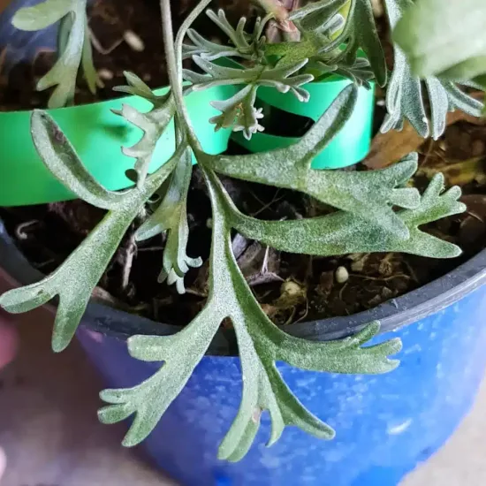 Géranium au parfum d'eucalyptus ' '