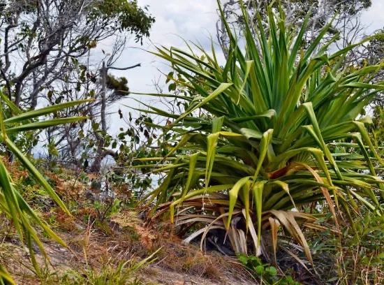 Yucca Emilia