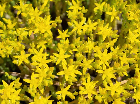 Orpin/sedum à 6 angles