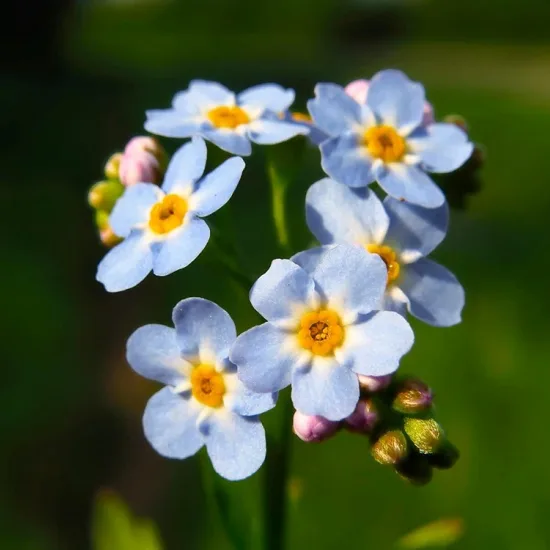 Myosotis des marais