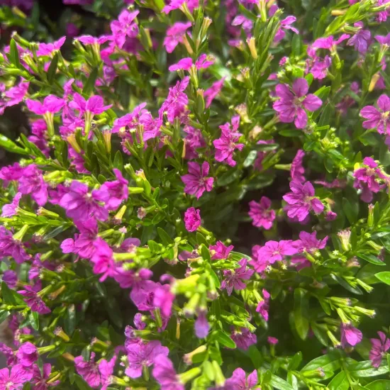 Cuphea 'Rubra'