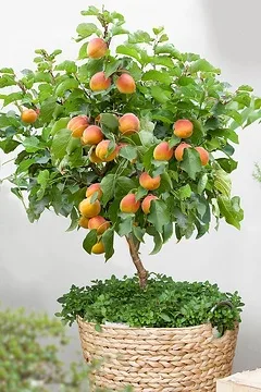 Abricotier 'Doucoeur'