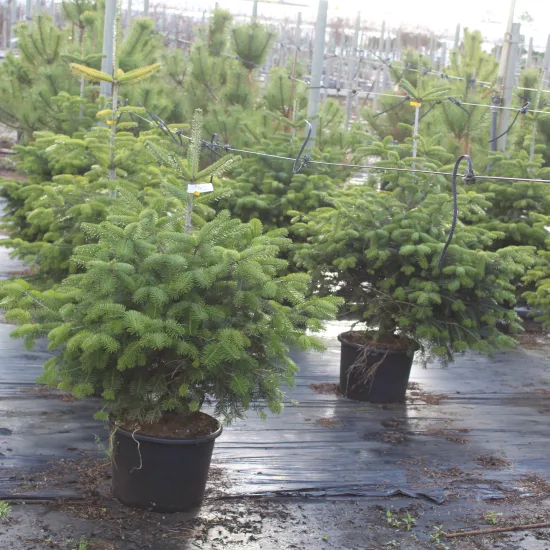 Sapin du caucase