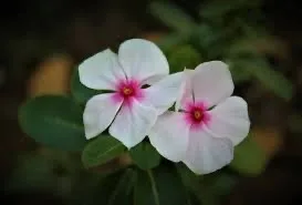 Vinca major, Grande Pervenche verte