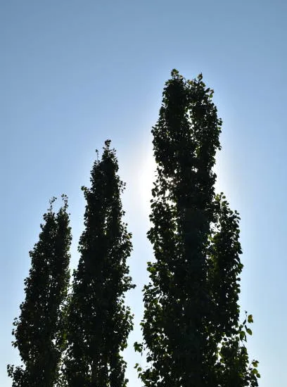 Copalme d'amérique 'Slender silhouette'
