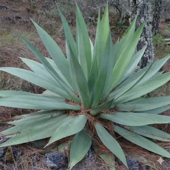 Agave obscura