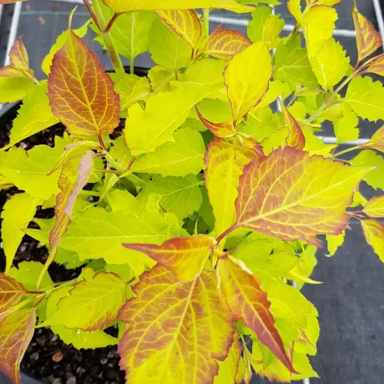 Arbre aux faisans 'Little lanterns'