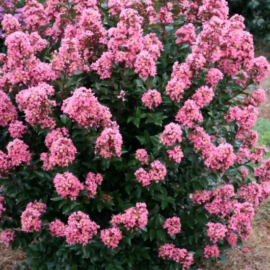 Lilas des indes 'Coral magic'