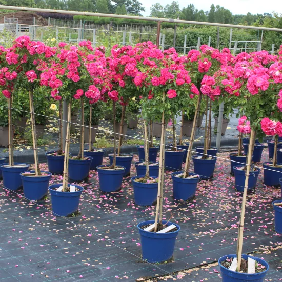 Rosier 'Emera noatraum '