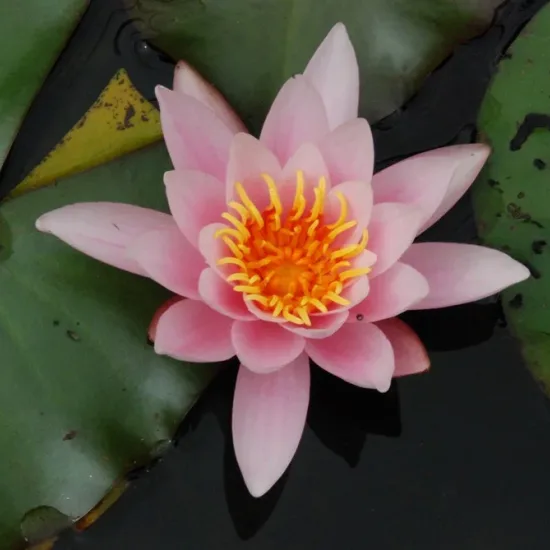 Nénuphar 'Rose nymphe'