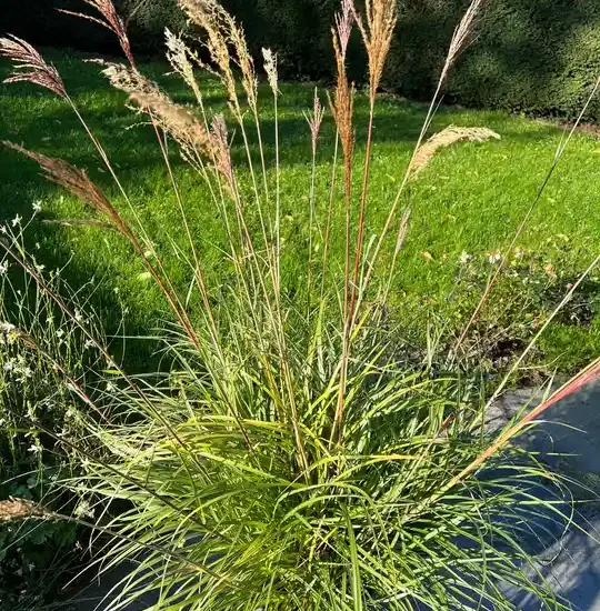 Miscanthus 'Miscanvert'
