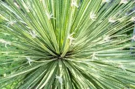 Yucca à feuilles d'aloès