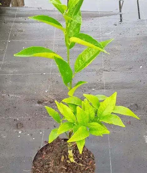 Mandarinier