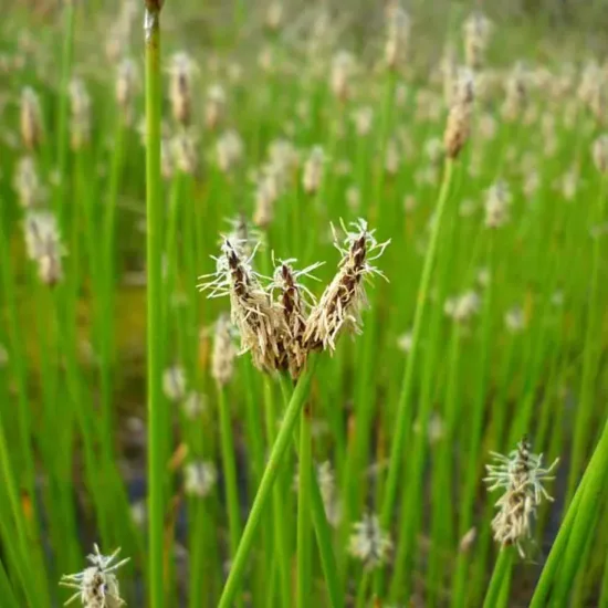 Scirpe des marais