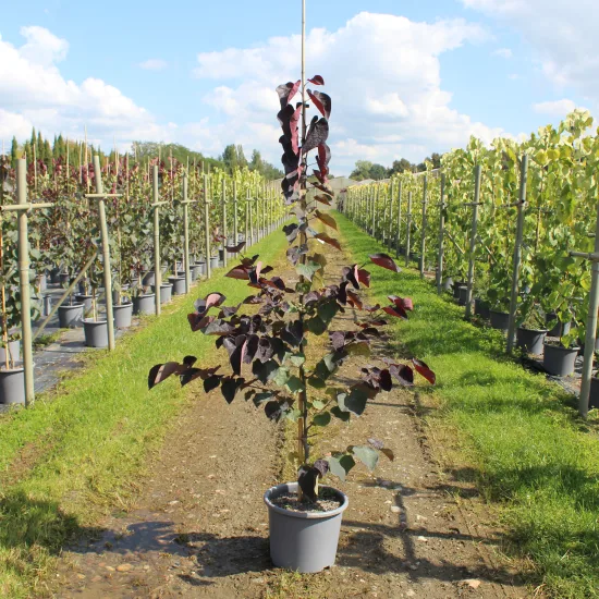 Gainier du canada 'Ace of spades'