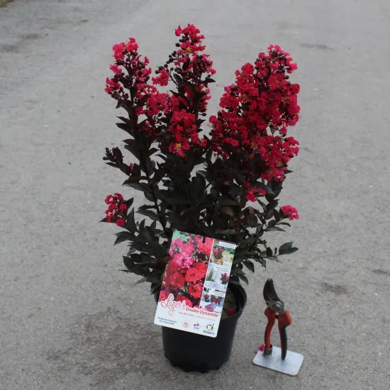 Lilas des indes 'Double dynamite'