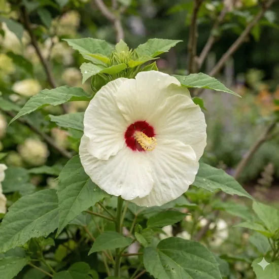 Hibiscus des marais 'French vanilla'
