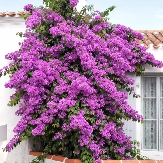 Bougainvillier 'Violet de meze'