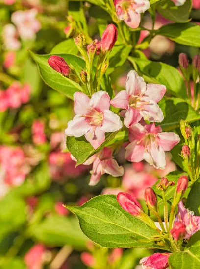Weigelia 'Summer peach'