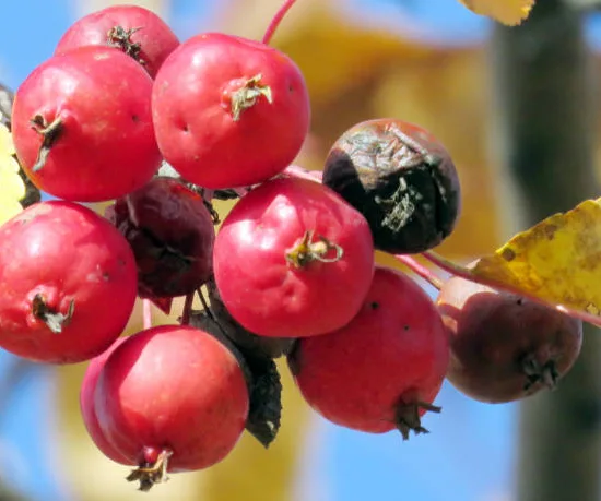 Pommier d'ornement 'Courtarou'