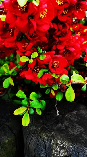 Cognassier à fleurs 'Scarlet storm'