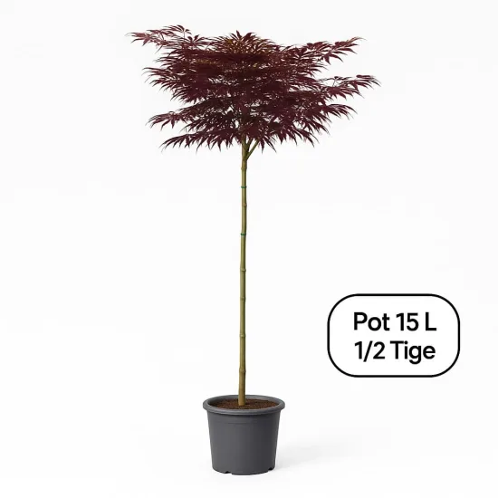 Arbre à soie 'Chocolat fountain'