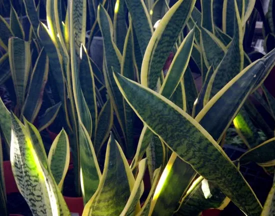 Plante Serpent,  Langue de Belle-Mère