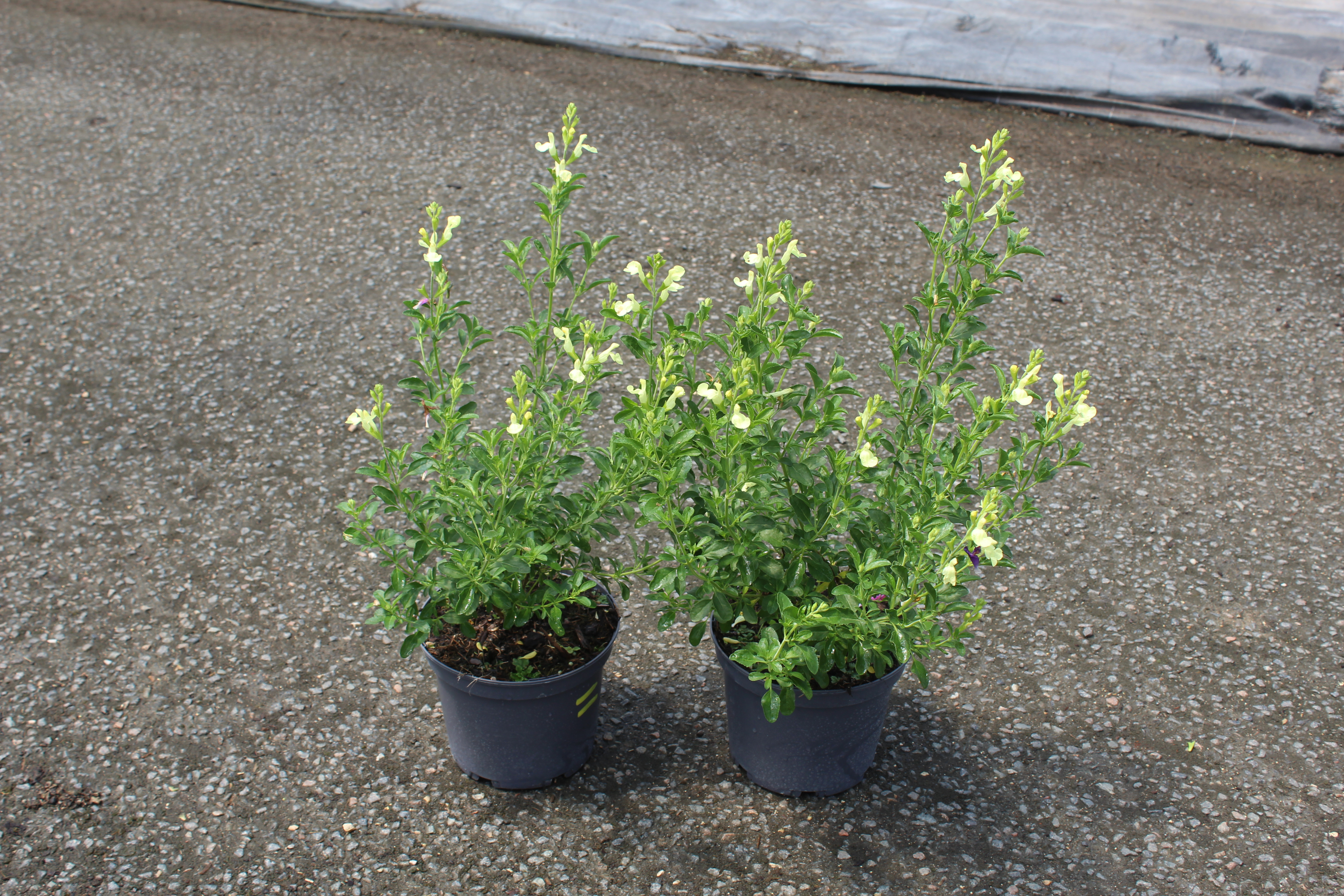 Sauge officinale 'Lemon and lime'
