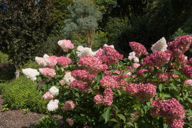 Hortensia paniculé 'Sundae fraise'