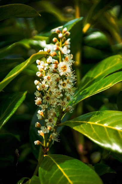 Laurier palme 'Caucasica greentorch'