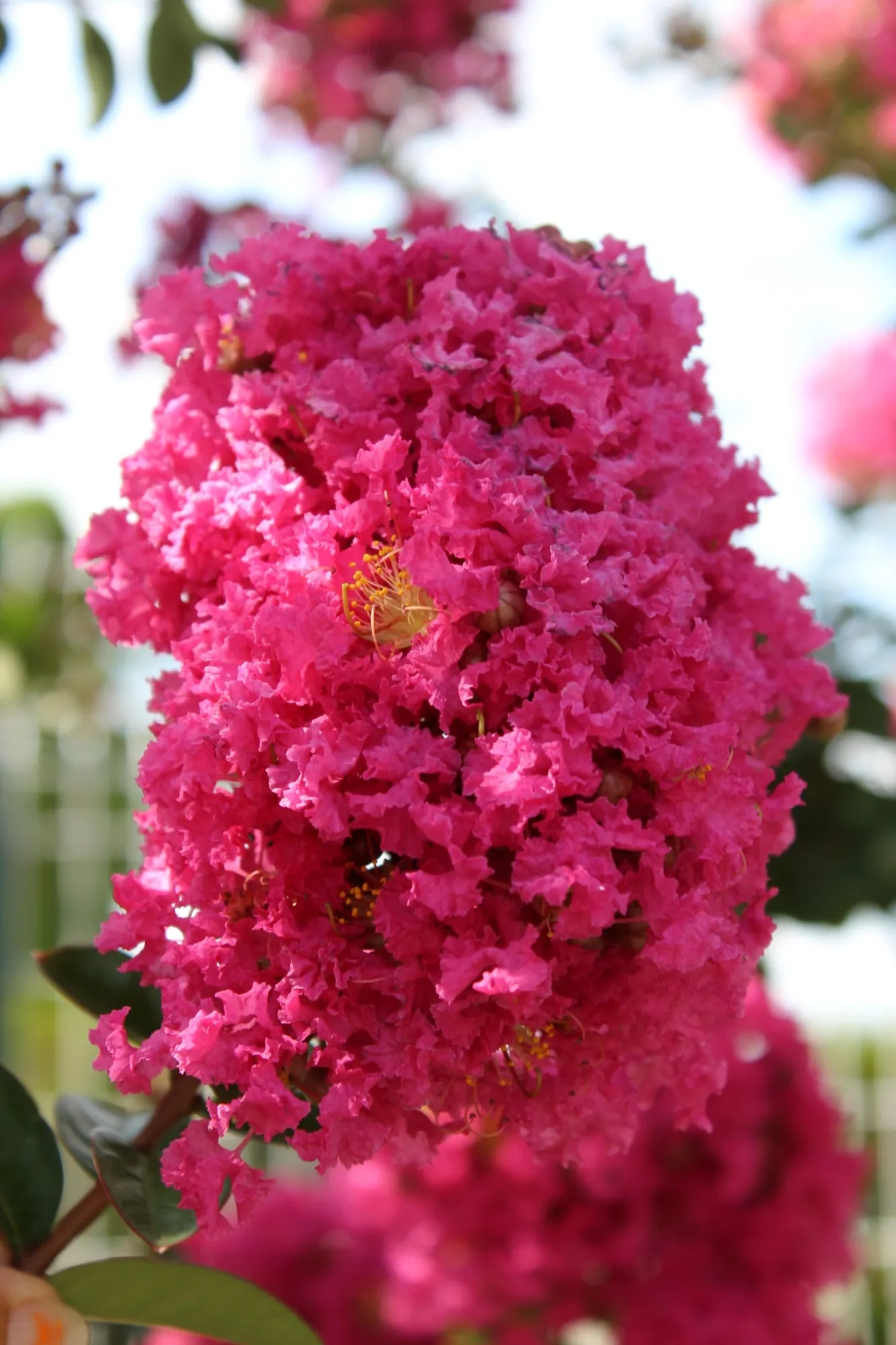 Lilas des indes 'Petit canaille rose'