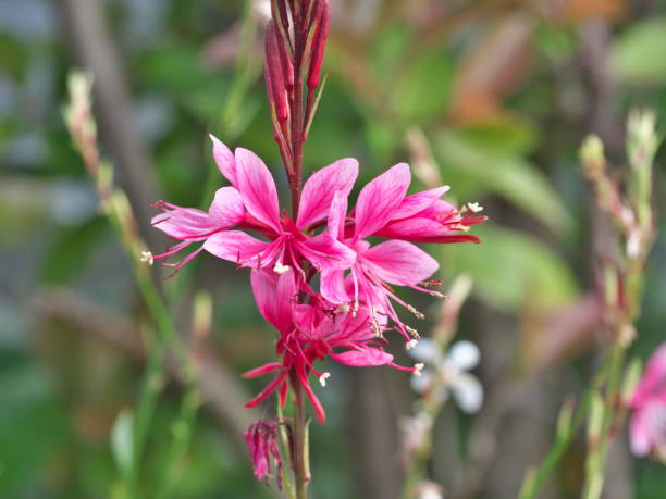 Gaura 'Dark pink'
