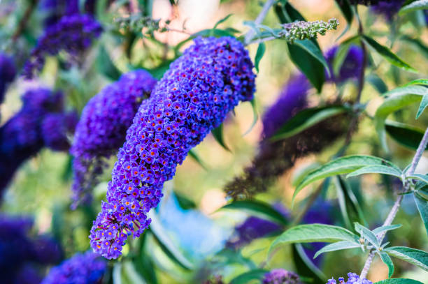 Arbre aux papillons 'Nanho blue bleu azur'